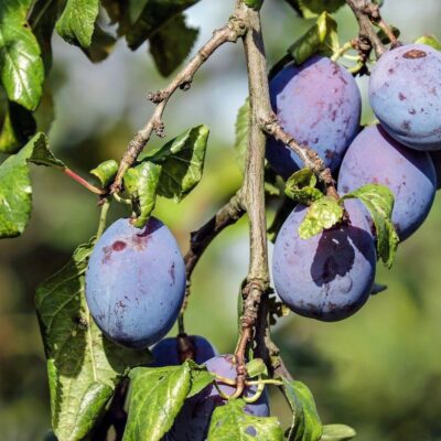 Слива в саду: секреты ухода и как избежать ошибок для обильного урожая