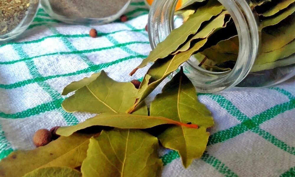 Лайфхак для дома: лавровый лист у батареи подарит неожиданный аромат и комфорт