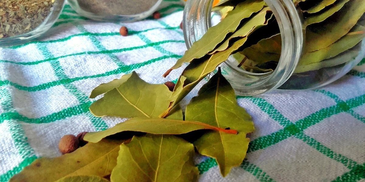 Лайфхак для дома: лавровый лист у батареи подарит неожиданный аромат и комфорт