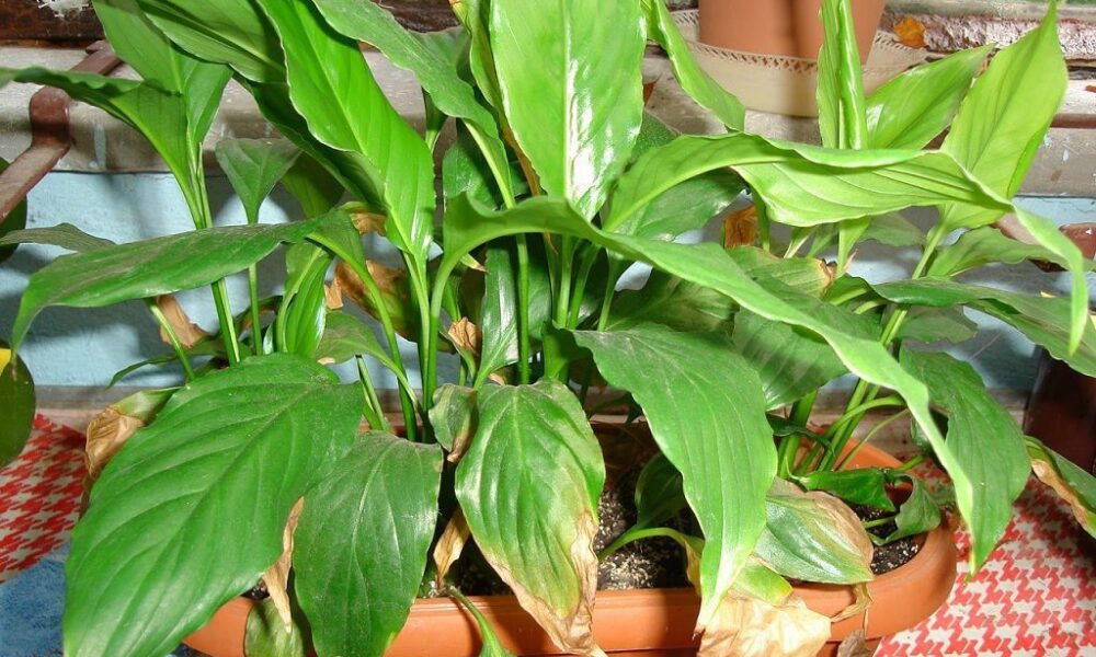 Как понять, что вы перекормили растения удобрениями: 7 тревожных сигналов