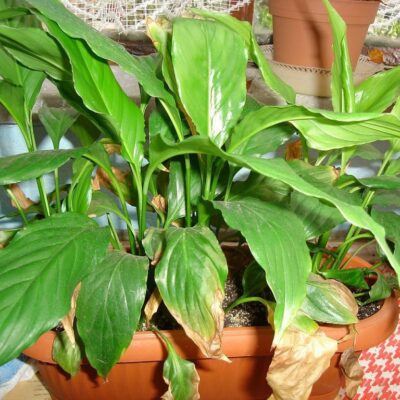 Как понять, что вы перекормили растения удобрениями: 7 тревожных сигналов