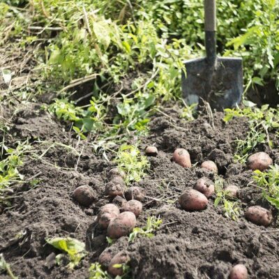 Почему желтеет ботва картофеля: когда копать и как спасти урожай