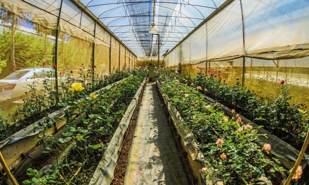 Сидераты для теплицы осенью: когда и какие выбрать для богатого урожая