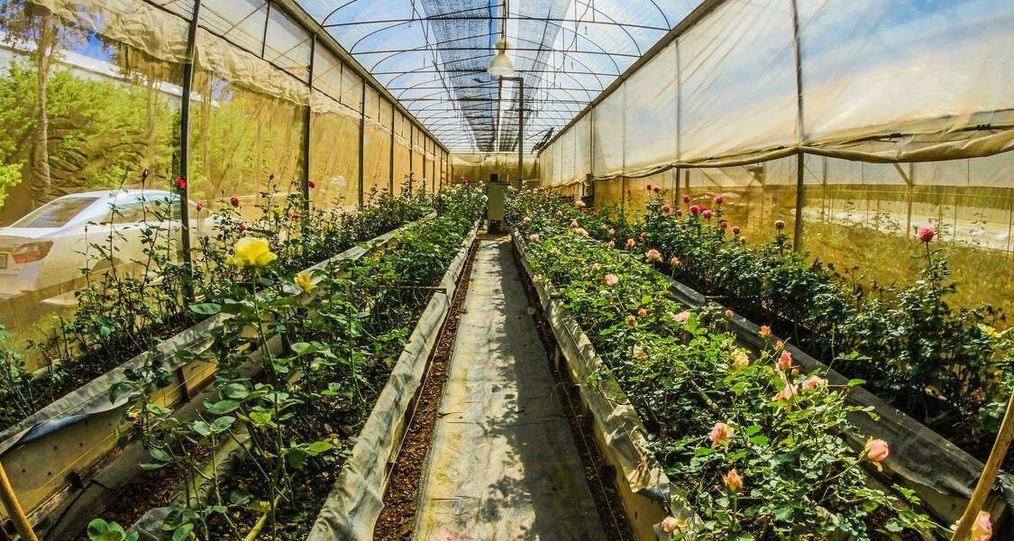 Сидераты для теплицы осенью: когда и какие выбрать для богатого урожая