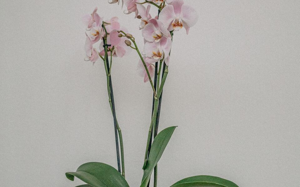 Уход за орхидеей после покупки: секреты пышного цветения