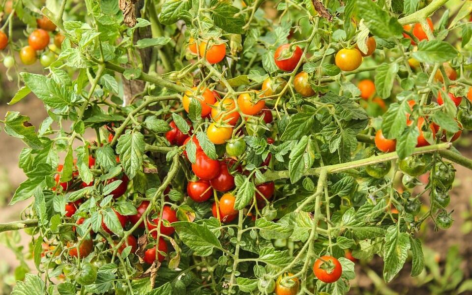 Создаем дом мечты: секреты уюта и гармонии для неё