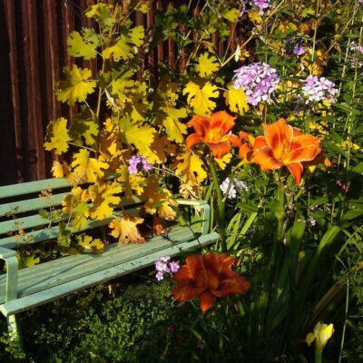 Цветы для сада: 3 многолетника, которые преобразят ваш дом