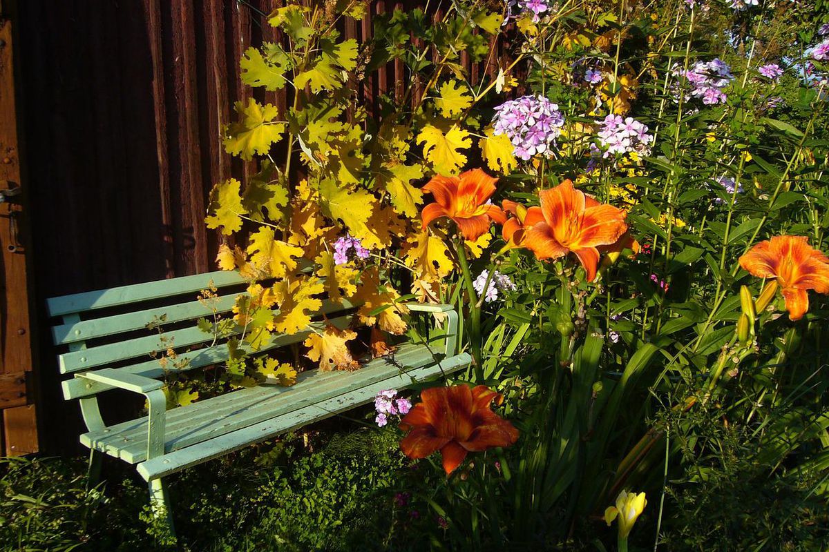 Цветы для сада: 3 многолетника, которые преобразят ваш дом