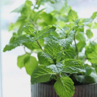 Как вырастить мяту дома из пучка: простой способ для хозяйки