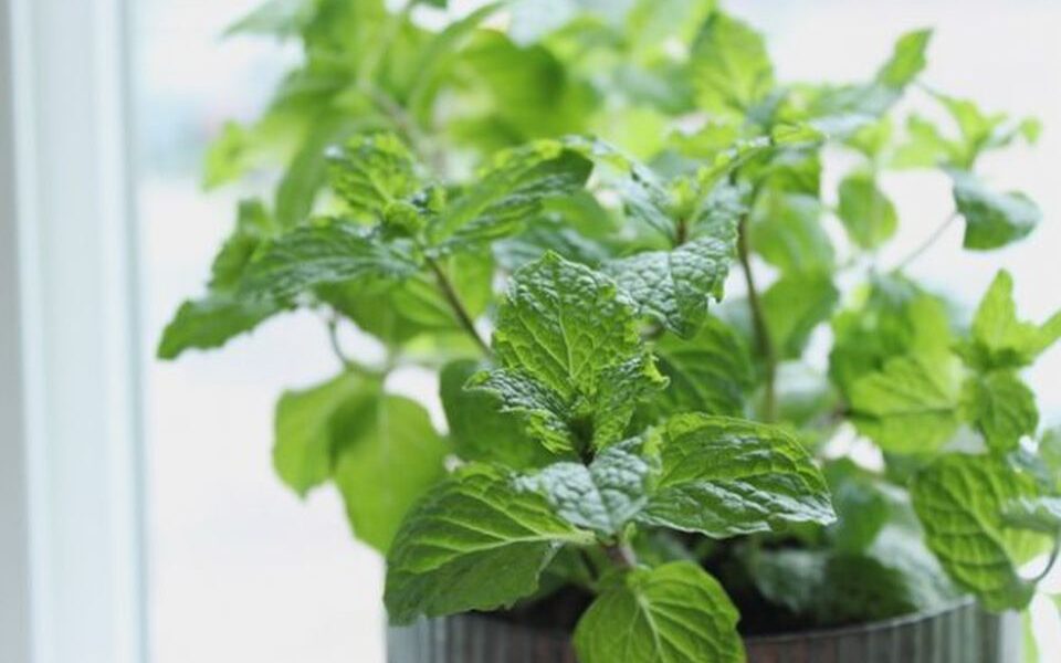 Как вырастить мяту дома из пучка: простой способ для хозяйки