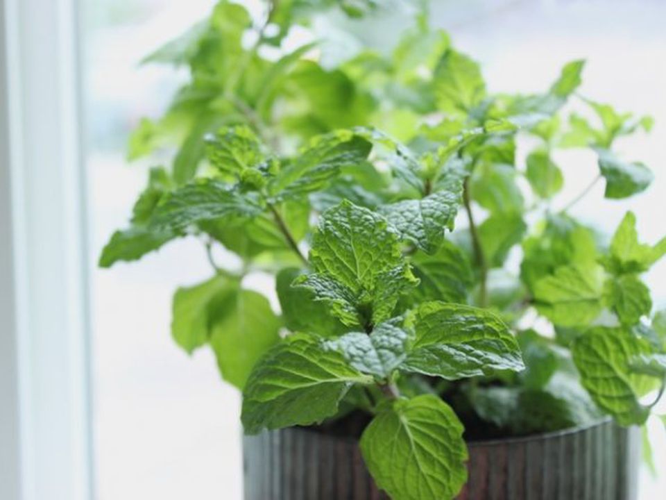 Как вырастить мяту дома из пучка: простой способ для хозяйки