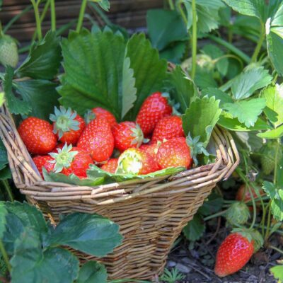 Секреты сладкой клубники: натуральные удобрения для вашего сада
