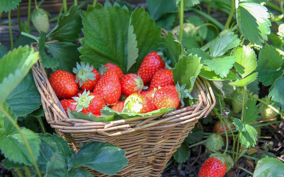 Секреты сладкой клубники: натуральные удобрения для вашего сада