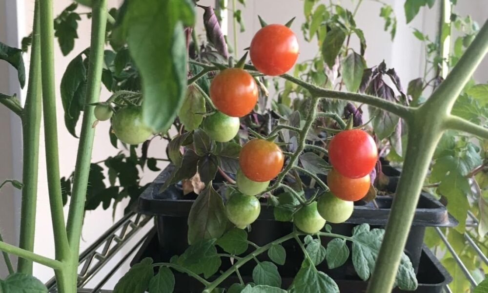 Домашние помидоры к Новому году: выращиваем из черенков для вкусного урожая