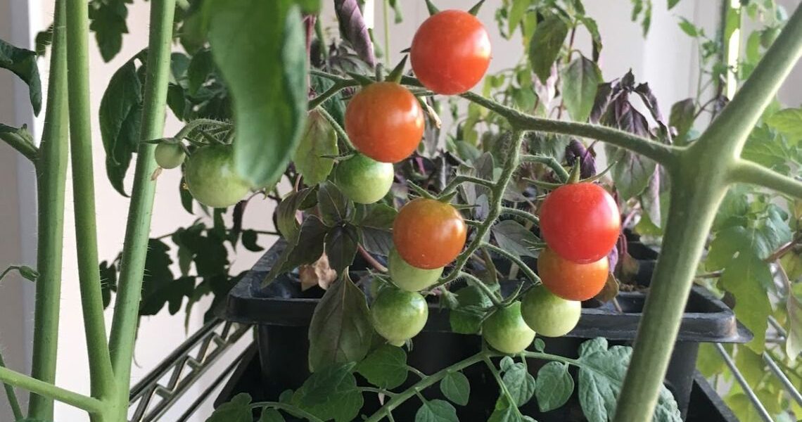 Домашние помидоры к Новому году: выращиваем из черенков для вкусного урожая