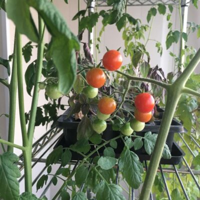 Домашние помидоры к Новому году: выращиваем из черенков для вкусного урожая