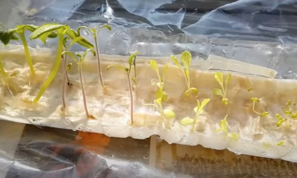 Без грязи и хлопот: идеальный способ вырастить рассаду дома