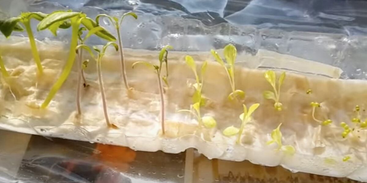 Без грязи и хлопот: идеальный способ вырастить рассаду дома