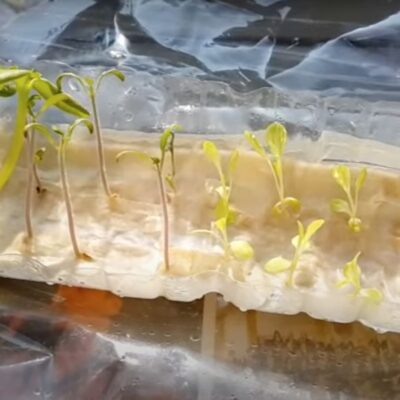 Без грязи и хлопот: идеальный способ вырастить рассаду дома