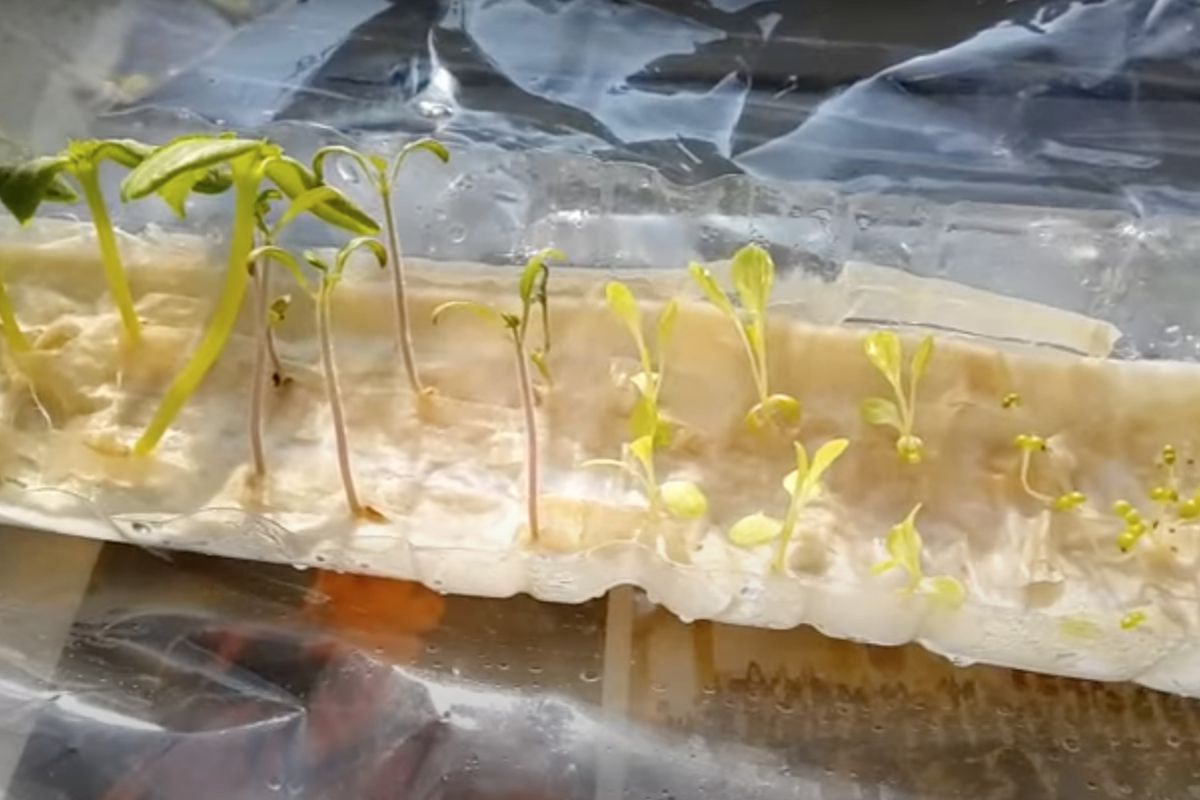 Без грязи и хлопот: идеальный способ вырастить рассаду дома