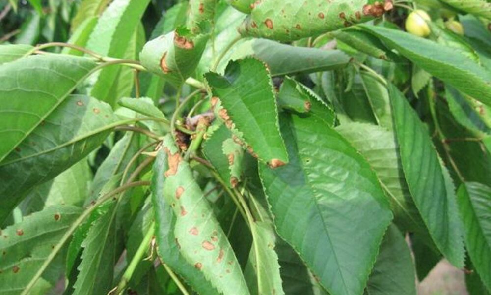 Почему скручиваются листья у черешни: причины и как спасти урожай