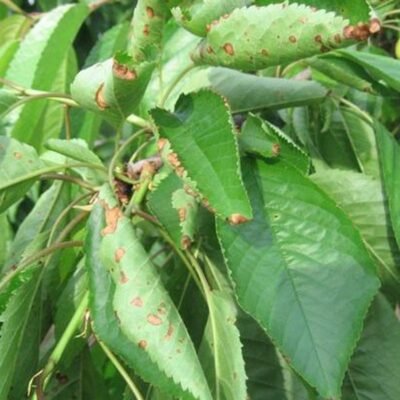 Почему скручиваются листья у черешни: причины и как спасти урожай