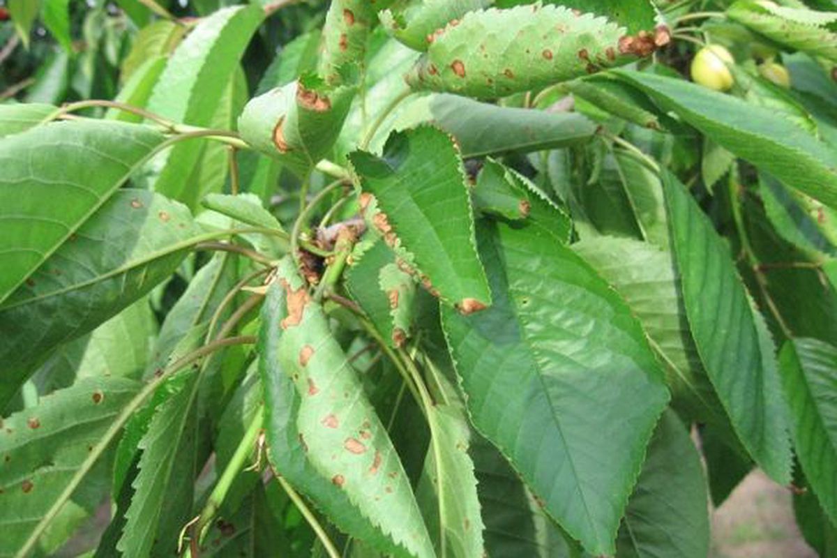 Почему скручиваются листья у черешни: причины и как спасти урожай