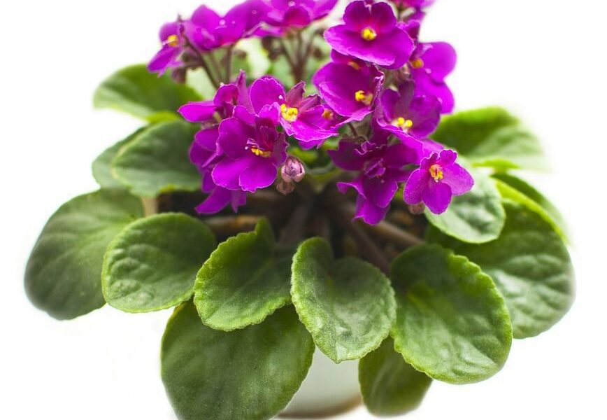 Как отмыть листья фиалки от пыли и грязи: лучшие методы для идеальной чистоты