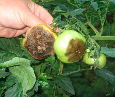 Фурацилин против фитофторы: проверенное средство для защиты помидоров