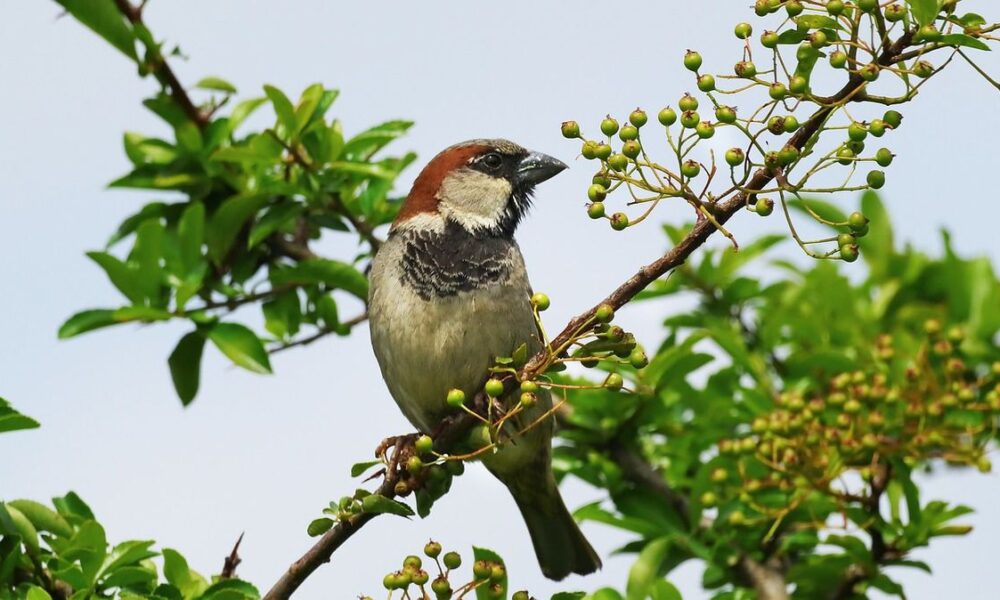 Защищаем сад от птиц: проверенные методы и советы для вашего урожая