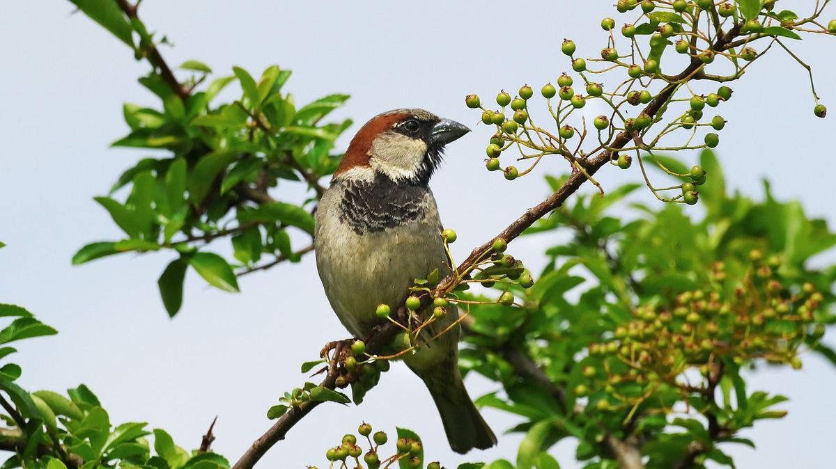 Защищаем сад от птиц: проверенные методы и советы для вашего урожая
