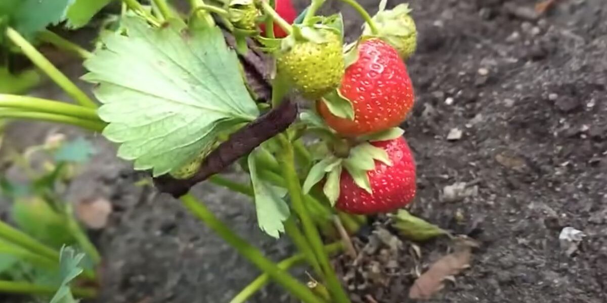 Как сохранить клубнику свежей: простой секрет для каждой хозяйки