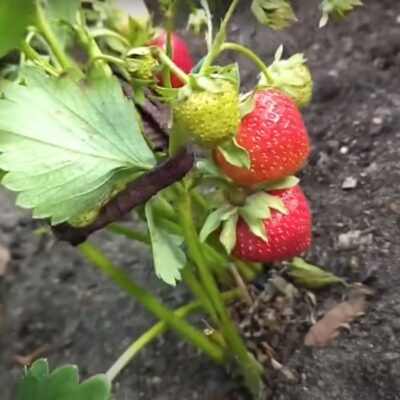 Как сохранить клубнику свежей: простой секрет для каждой хозяйки