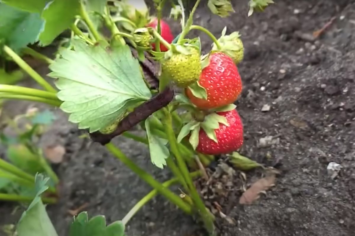 Как сохранить клубнику свежей: простой секрет для каждой хозяйки