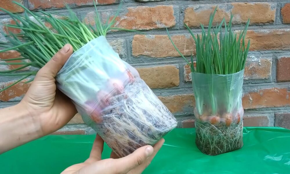 Свежая зелень круглый год: секреты выращивания лука дома