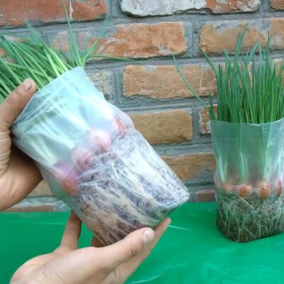 Свежая зелень круглый год: секреты выращивания лука дома