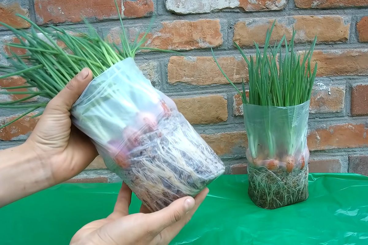 Свежая зелень круглый год: секреты выращивания лука дома