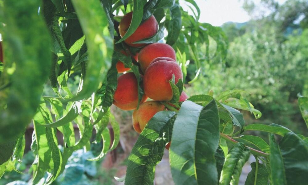 Крепкий сад: секреты здоровья растений для вашего участка