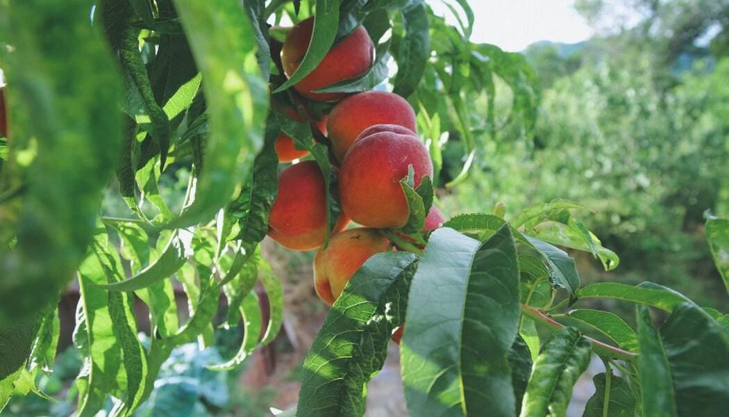 Крепкий сад: секреты здоровья растений для вашего участка