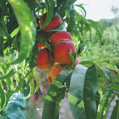 Крепкий сад: секреты здоровья растений для вашего участка