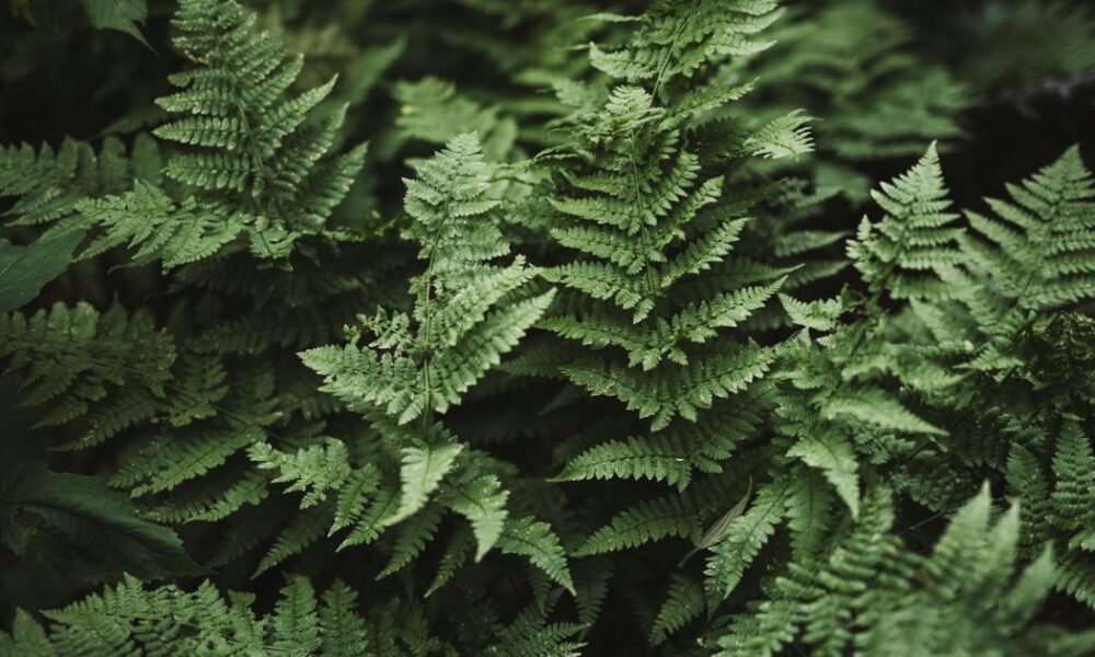 Папоротник у дома: как он изменит ваш уют и почему это стоит знать каждой женщине