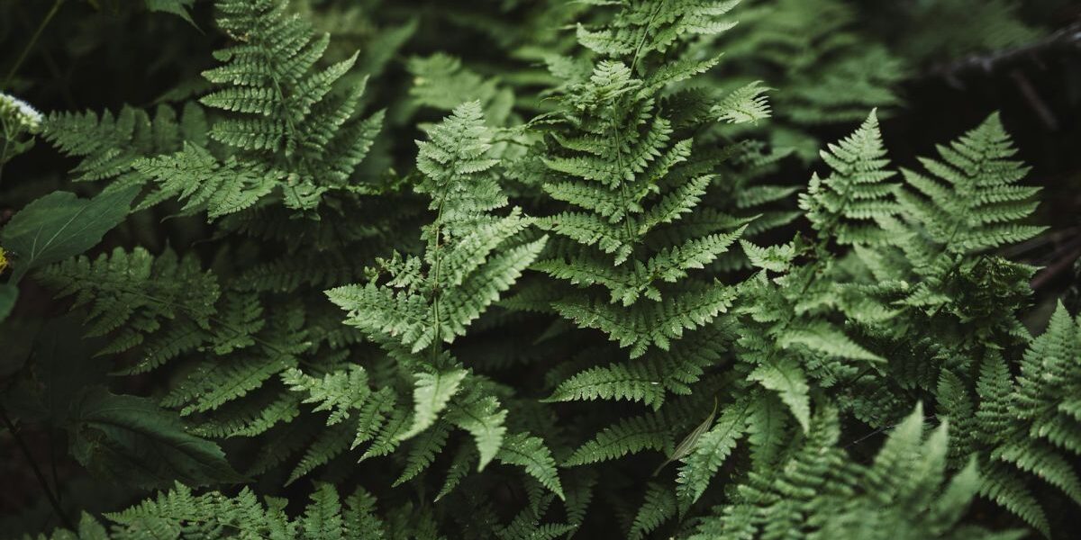 Папоротник у дома: как он изменит ваш уют и почему это стоит знать каждой женщине