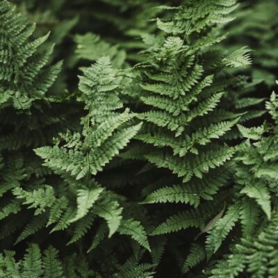 Папоротник у дома: как он изменит ваш уют и почему это стоит знать каждой женщине