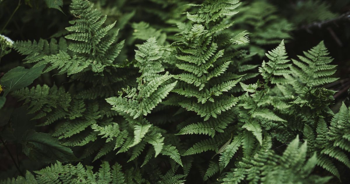 Папоротник у дома: как он изменит ваш уют и почему это стоит знать каждой женщине