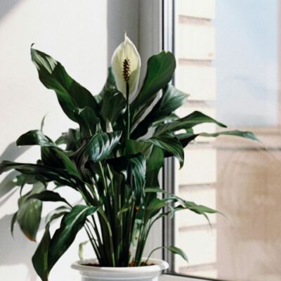 Цветок-спатифиллум: как оживить и добиться пышного цветения с помощью натуральных средств