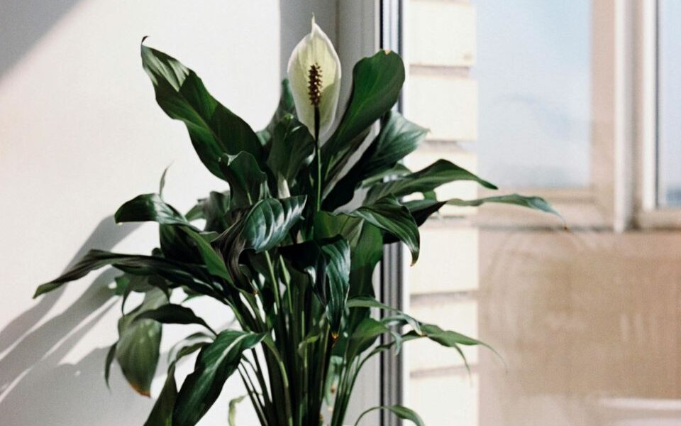 Цветок-спатифиллум: как оживить и добиться пышного цветения с помощью натуральных средств