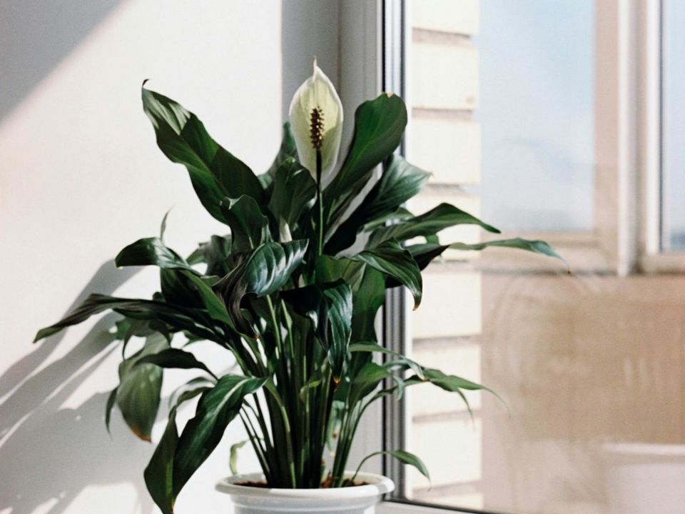 Цветок-спатифиллум: как оживить и добиться пышного цветения с помощью натуральных средств