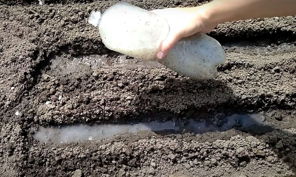 Секреты богатого урожая моркови: необычные методы посадки