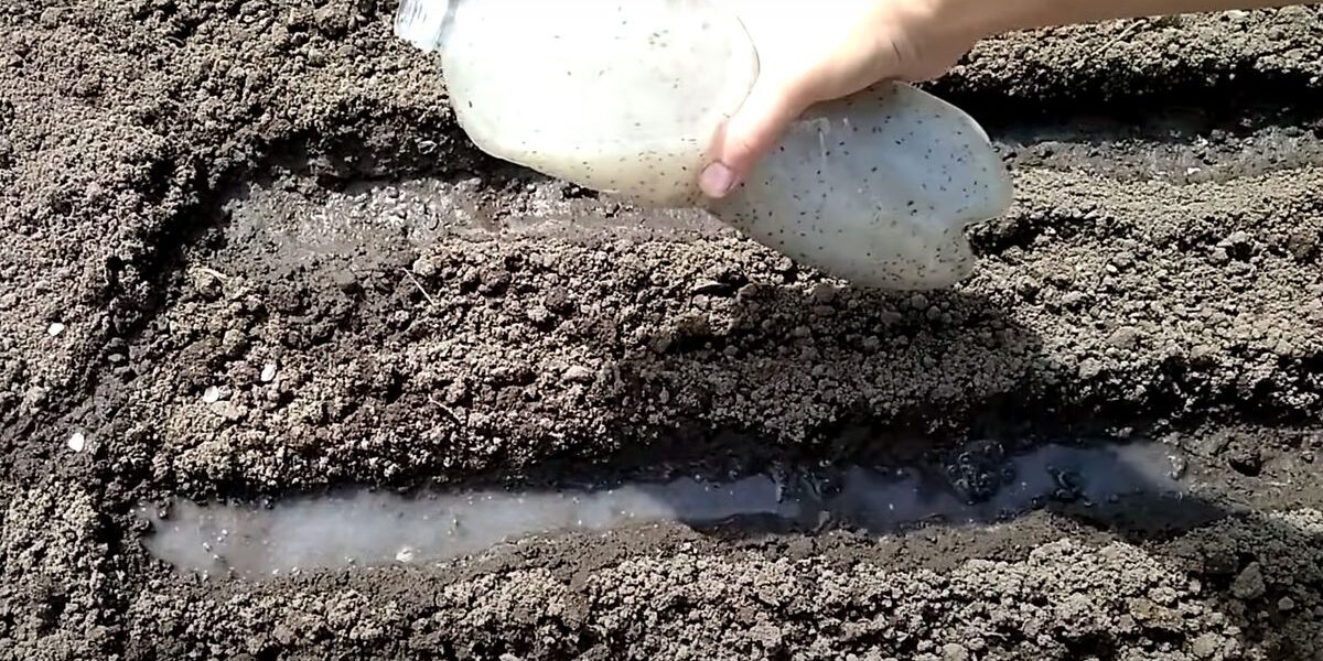 Секреты богатого урожая моркови: необычные методы посадки