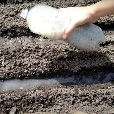 Секреты богатого урожая моркови: необычные методы посадки